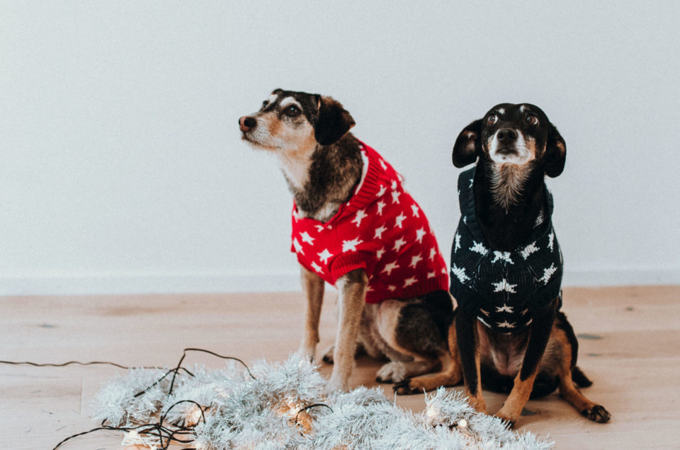 Christmas-Dogs